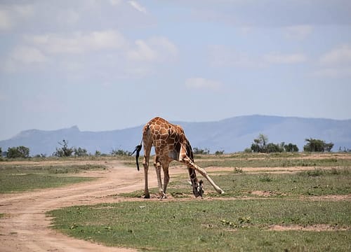 04 Nights/05 Days Safari to Ol Pejeta Conservancy, Naivasha & Masai Mara National Reserve