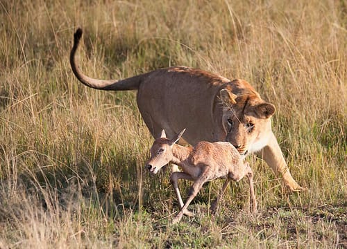 06 Days Beach and Bush Flying Adventure