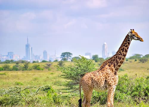 1 Day Nairobi National Park